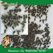 Suntoday edible and non edible hs code seeds vegetable international vegetables names Organic sunflower seeds(91002)